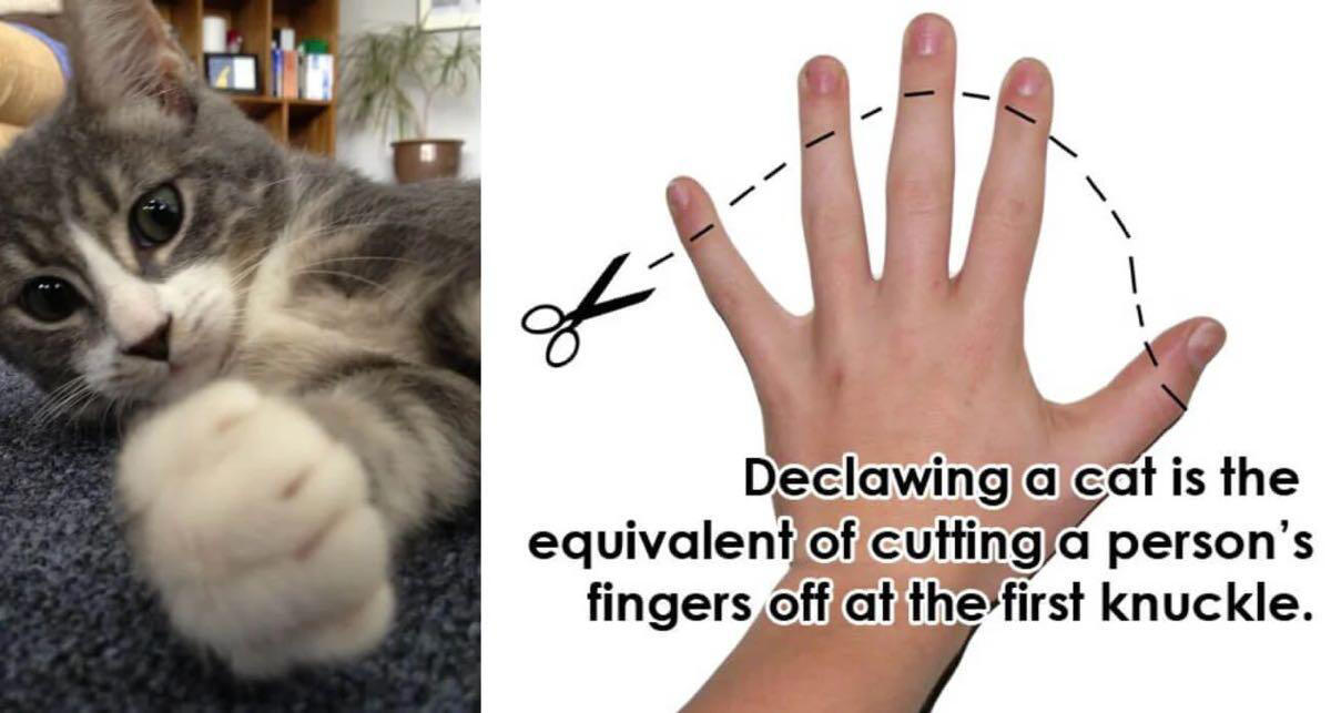 Prevent cat scratching with nail caps – SheKnows