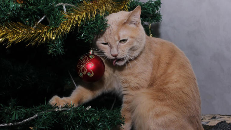 Kat overlijd plotseling: een kerstboom is lang niet zo feestelijk als hij eruit ziet