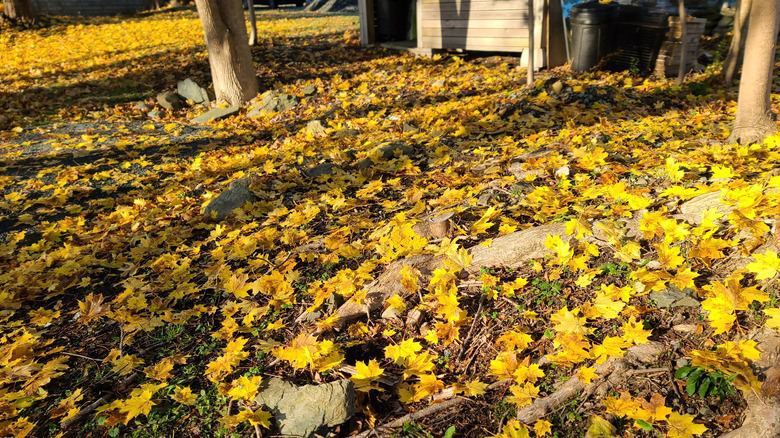 Use This Helpful Snow Tool To Rake Up Leaves In No Time