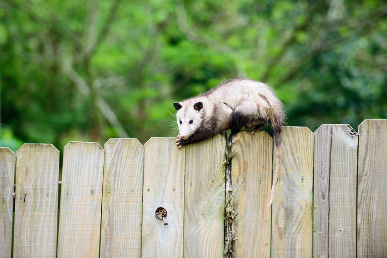 How To Get Rid Of Opossums And Keep Them Away