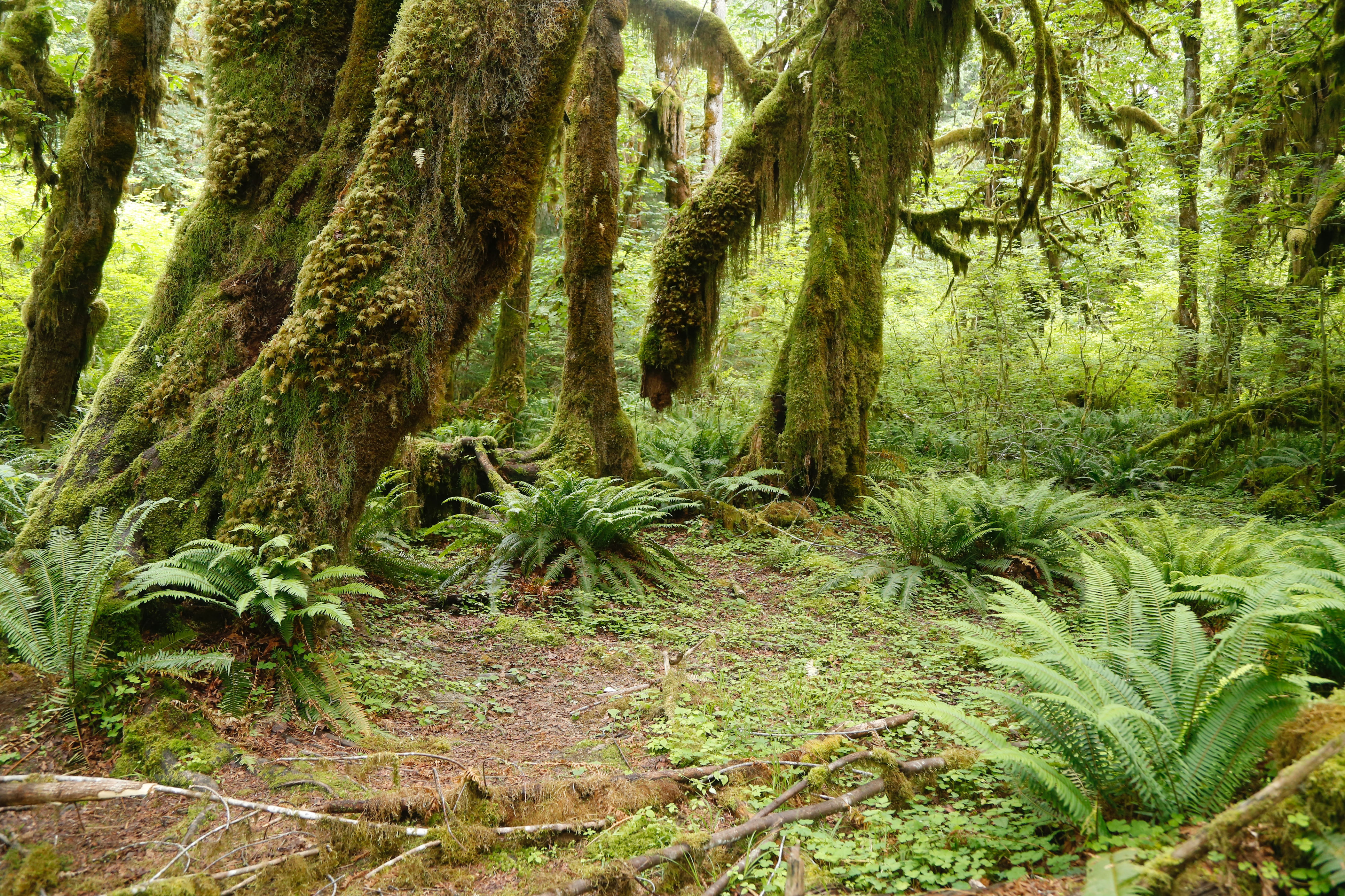 <p>Calling all nature lovers—the Olympic Peninsula is a natural paradise. Lush rainforests, rugged coastlines, and snow-capped peaks make it a truly unique ecosystem in a relatively small area.</p><p><strong>Highlights:</strong> Hoh Rainforest, Rialto Beach, Olympic Mountains</p><p><strong>Activities to Enjoy:</strong> Hiking, wildlife encounters, photography</p>