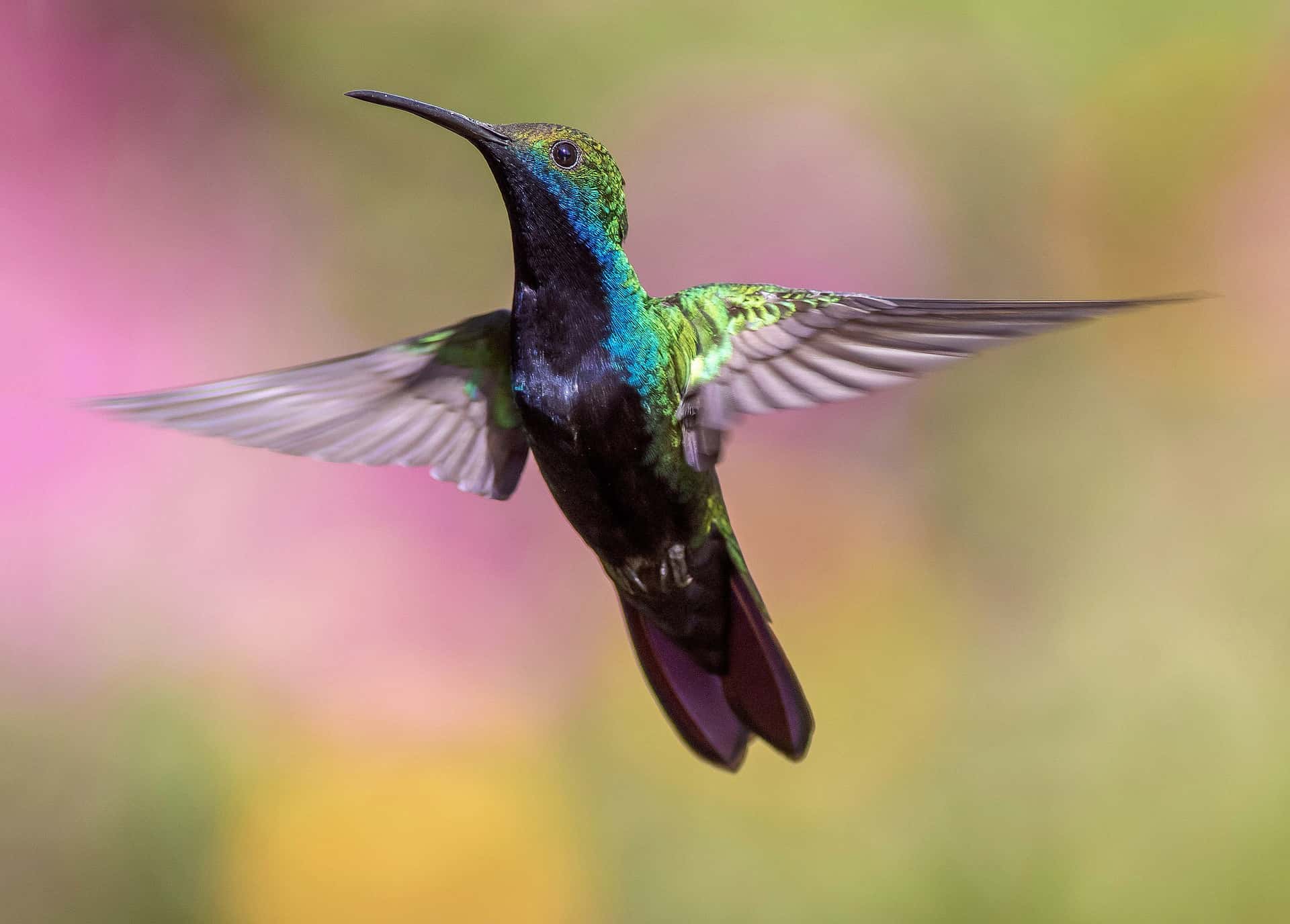 <p>A hummingbird’s heart beats as fast as 1,260 beats per minute. On cold nights, their heartbeat slows to 50-180 beats per minute, when they experience a hibernation-like state.</p>