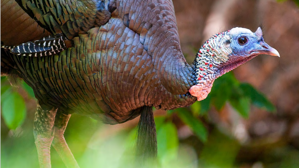 Dates for turkey, deer 20242025 hunting season announced