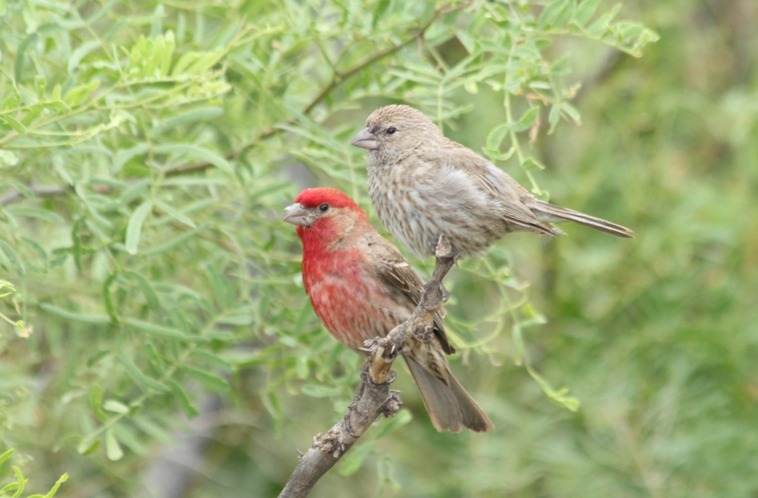 Knowing bird. 531 Finch. Riley Finch. Jane and Finch.