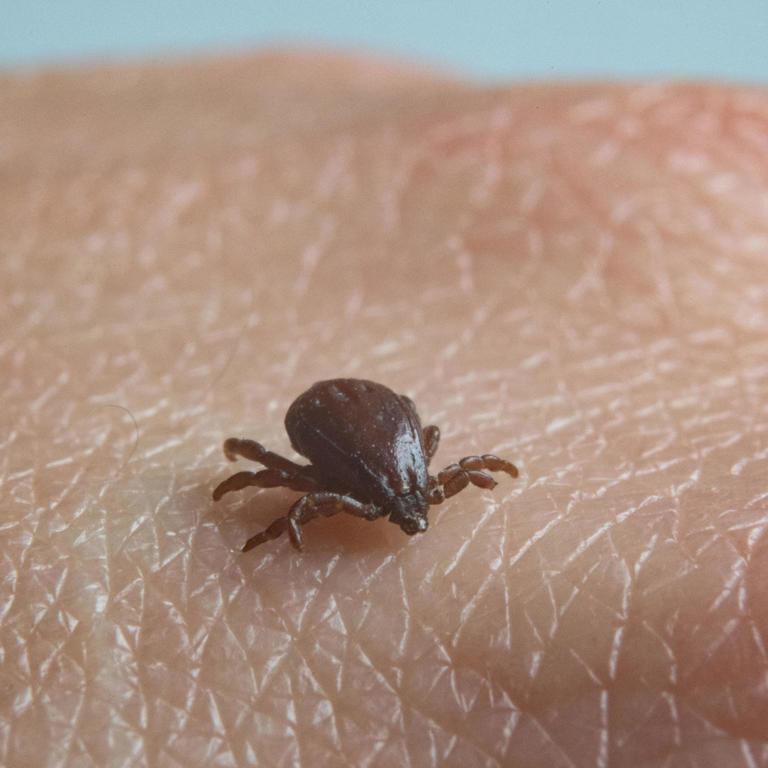 A dead brown dog tick