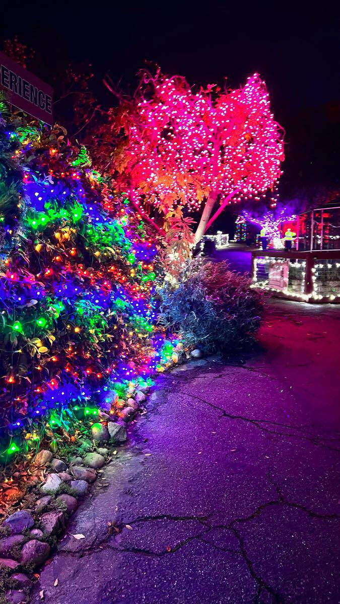 Great time to visit the Folsom Zoo with the Holiday lights and gifts
