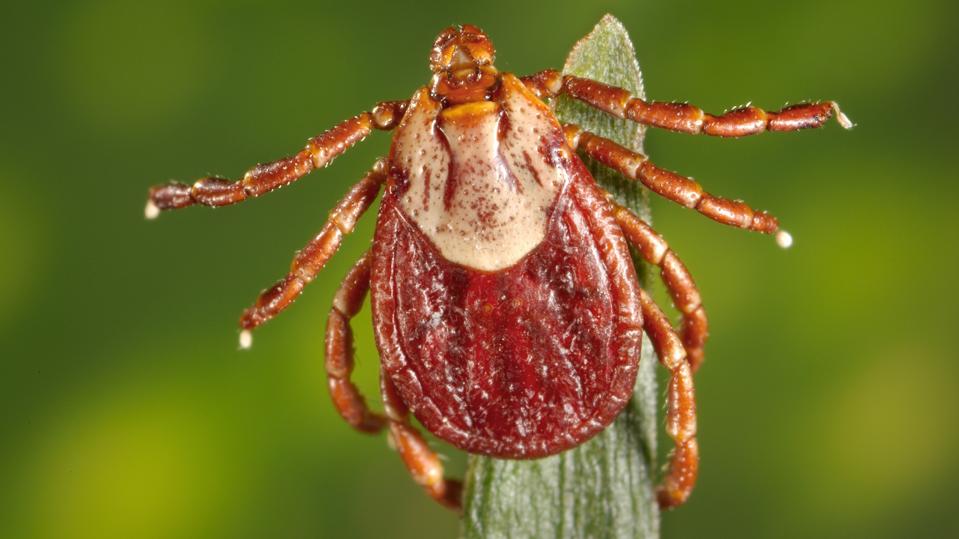 Photograph showing the dorsal view of a brown and cream colored, female Rocky Mountain wood tick (Dermacentor andersoni) an agent of Rocky Mountain spotted fever (RMSF) clinging to the tip of a green plant, image courtesy CDC/Dr Christopher Paddock, 2008. (Photo by Smith Collection/Gado/Getty Images) Getty Images