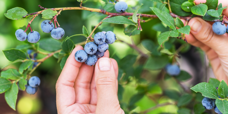 Grow The Perfect Plants For Delicious Smoothie Recipes