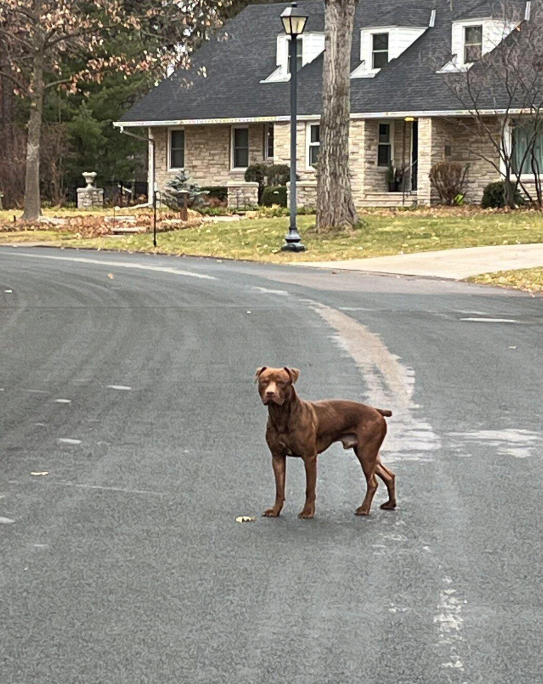 dog wandering around neighborhood