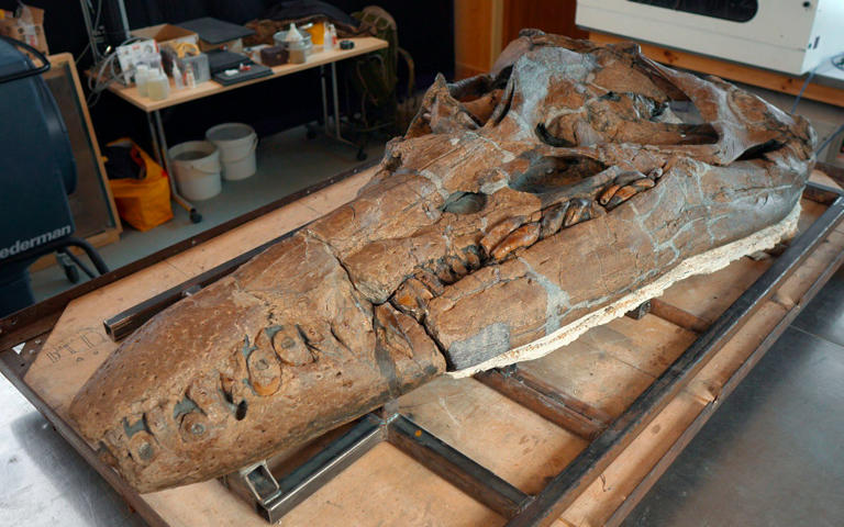 The pliosaur was a fearsome marine predator - BBC Studios