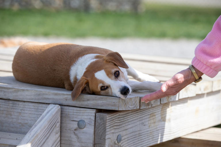 Easing arthritis pain | Pet Peeves