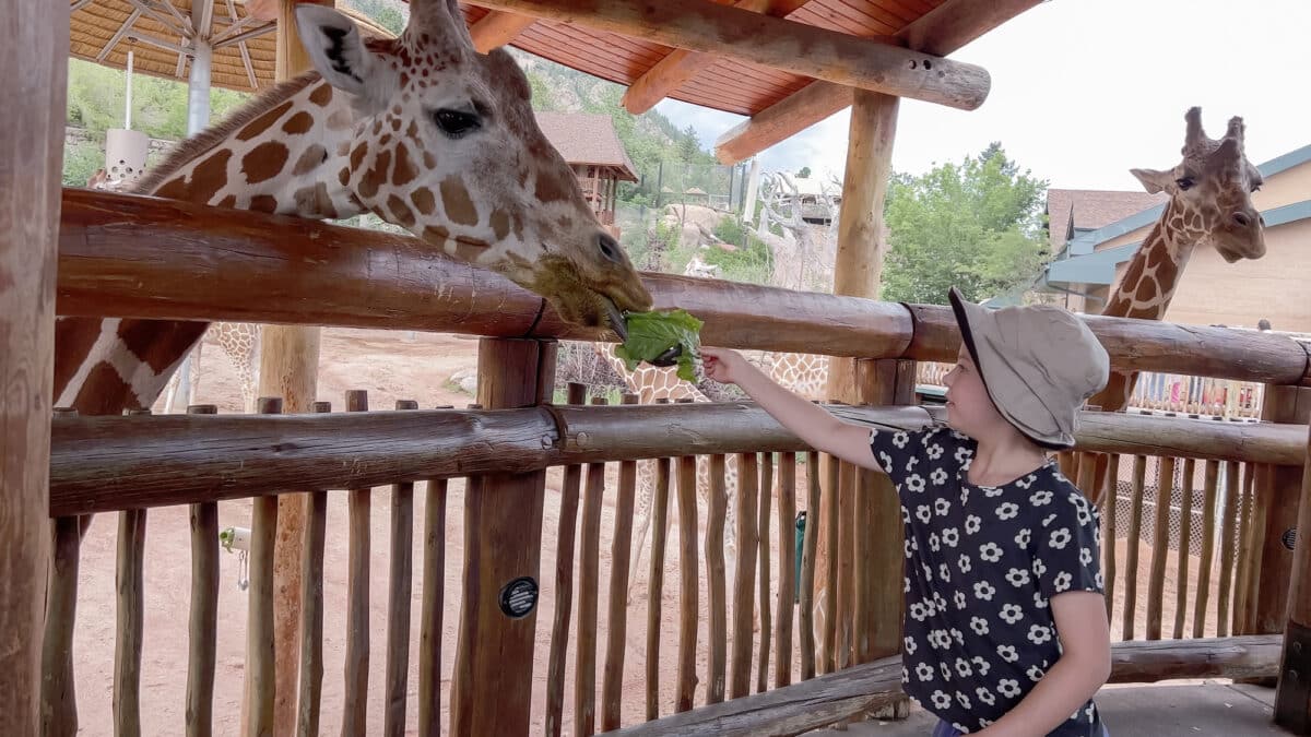 Colorado Springs, Colorado, USA-August 17, 2022-Little girl visiting giraffe exhibit at the Cheyenne Mountain Zoo on summer school break.