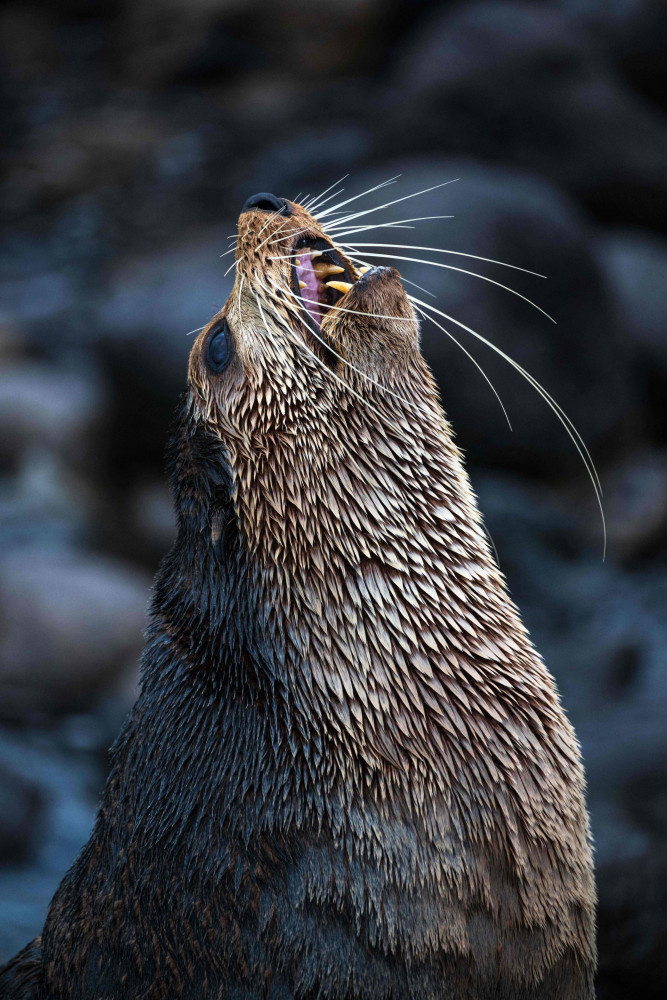 Wonderful whiskered wildlife