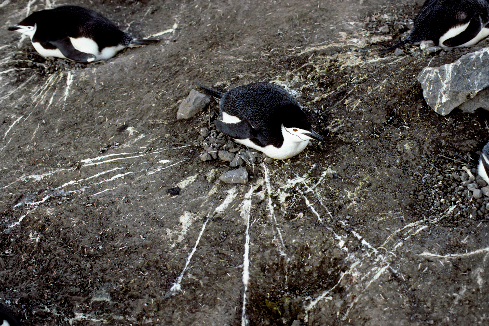 Microsleep: How Penguin Parents Watch Their Newborns 24/7