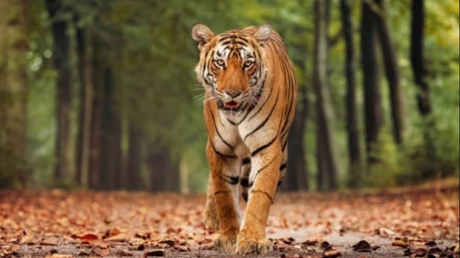 Kerala Issues Orders To Kill Tiger That Attacked, Ate Farmer In Wayanad