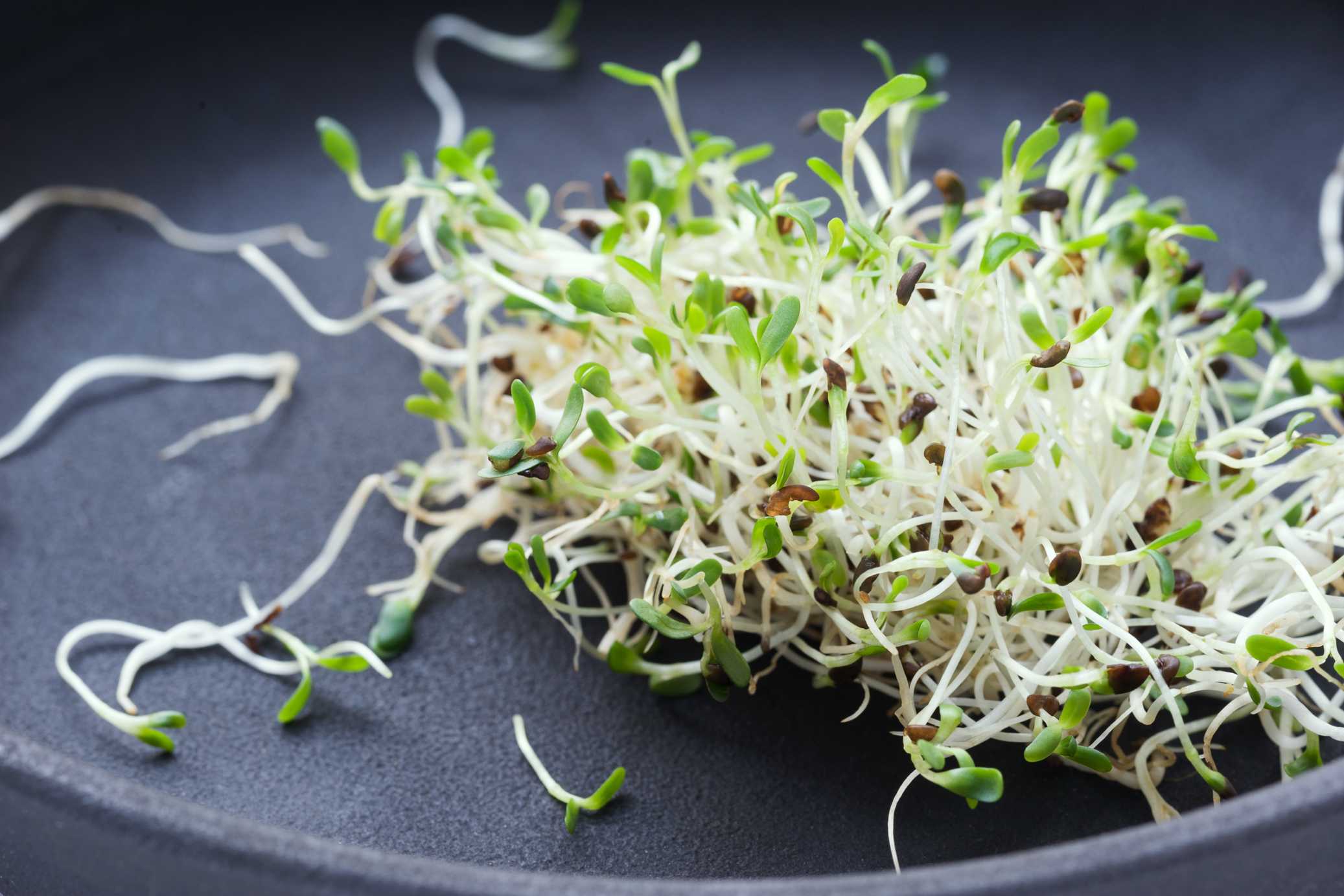 microsoft, preguntar a un profesional en nutrición: ¿la alfalfa y los brotes de alfalfa son lo mismo?