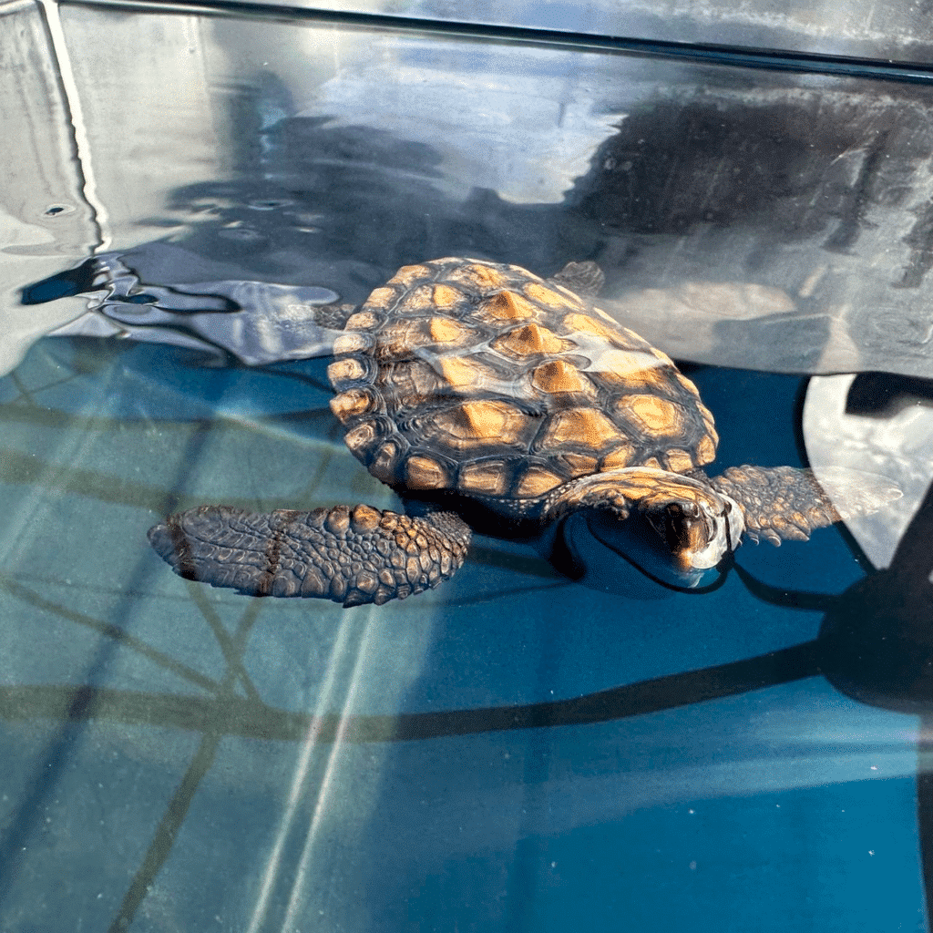 Turtle Hatchling. Credit: Two Oceans Aquarium Foundation
