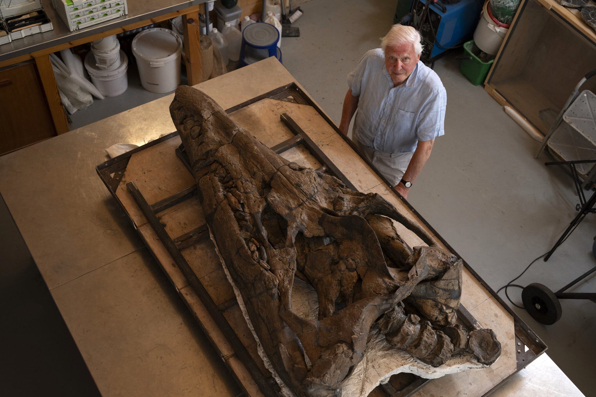 Check out this huge Jurassic sea-monster skull that just went on display