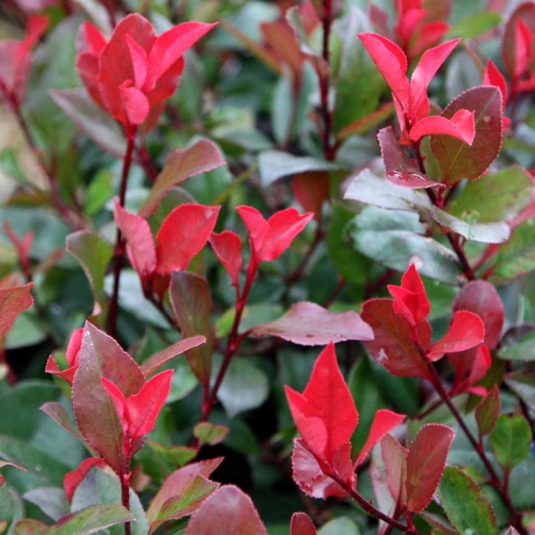 The 8 best hedging plants, for anyone who wants to steer clear of box hedge