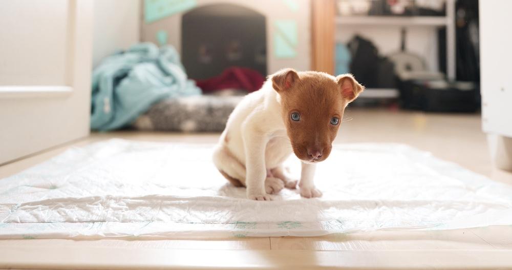 Potty Training Your Puppy Isn't A Quick Process — Here's How To Do It