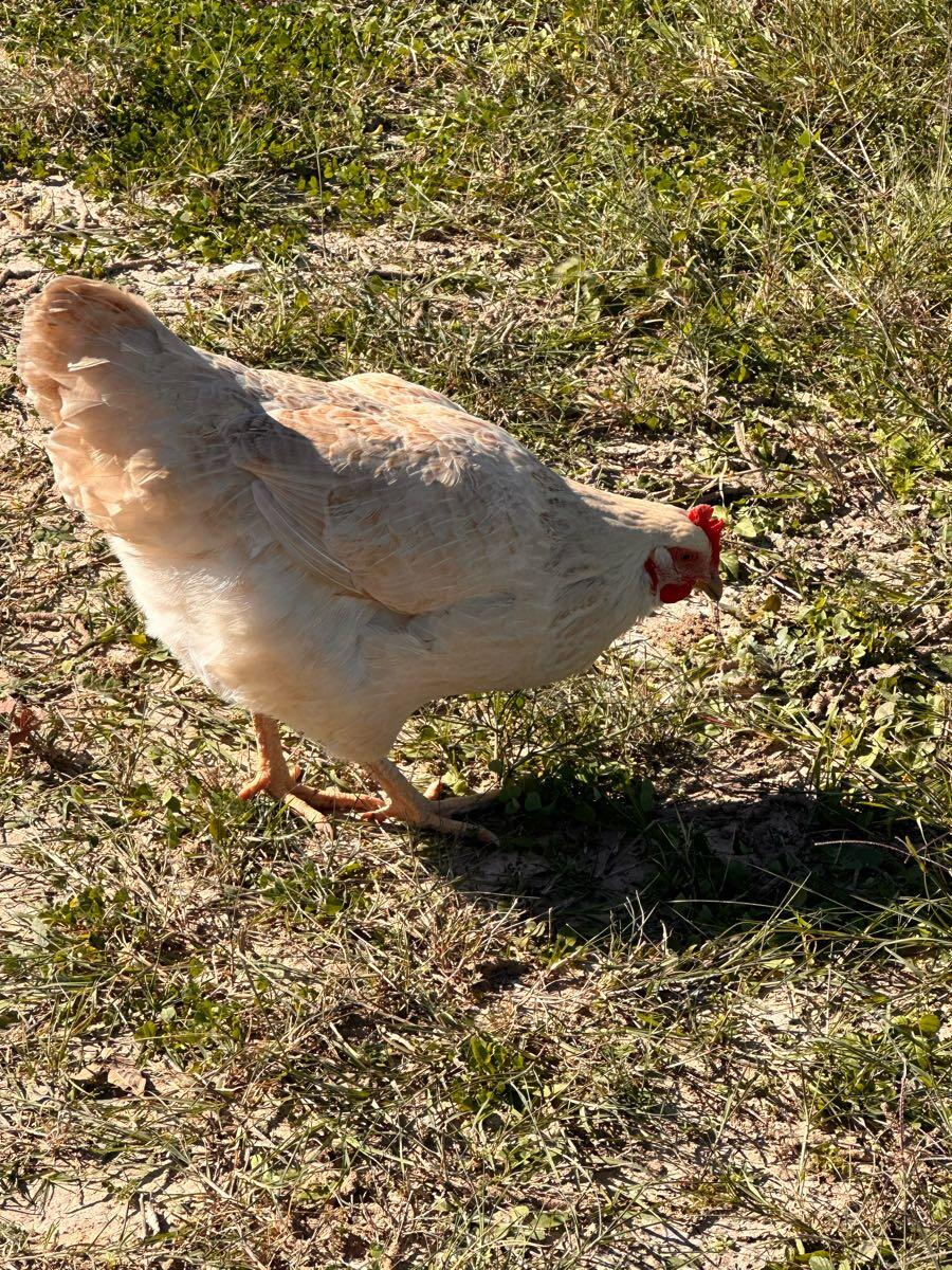 If you have chickens on or near Santa Anna Dr (466/477) I just rescued ...