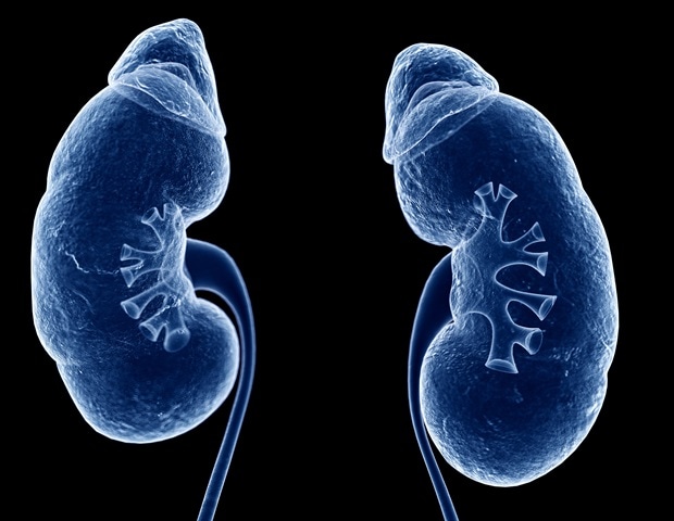 Scientists discover new genetic cause of inherited kidney disease