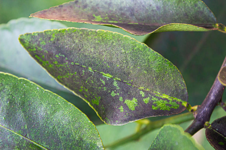 10 annoyingly common citrus diseases and pests