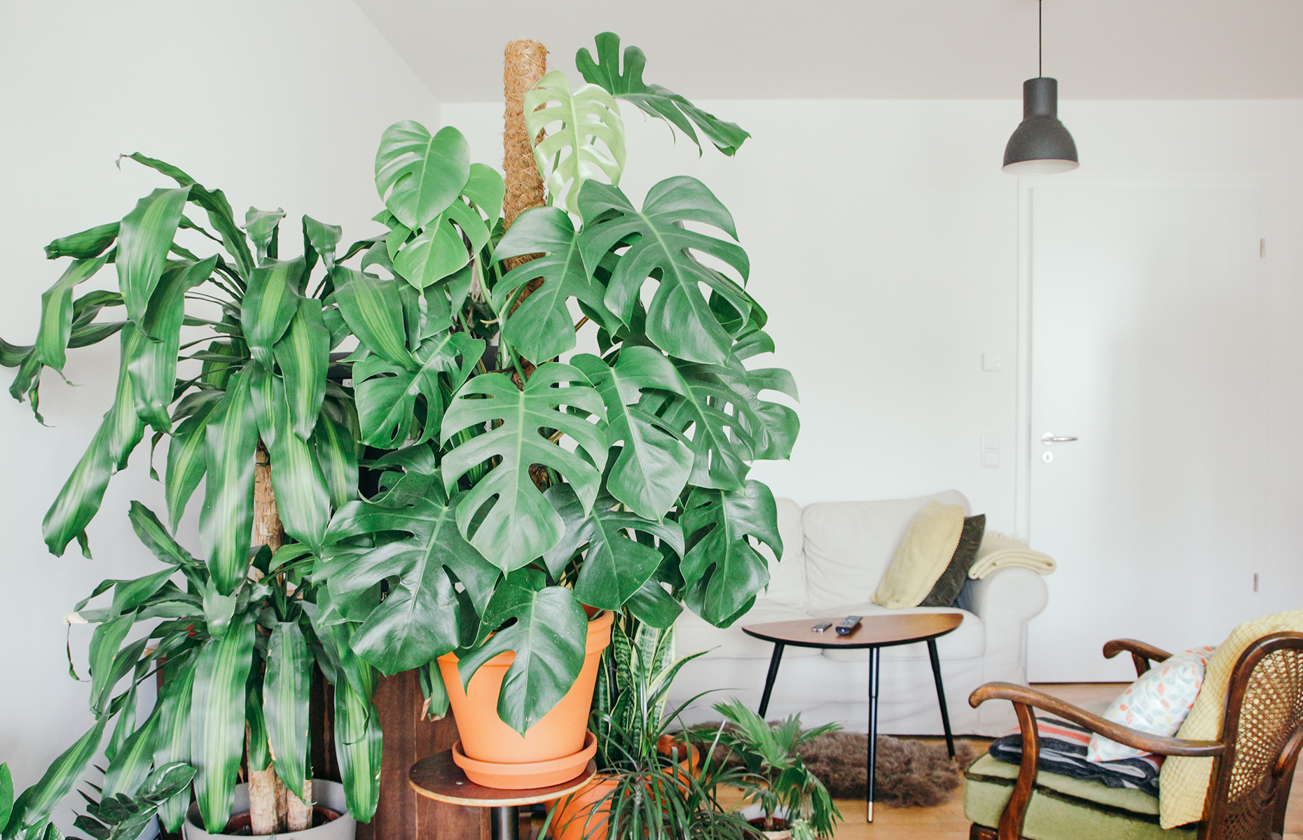 The best tips for maintaining an indoor garden