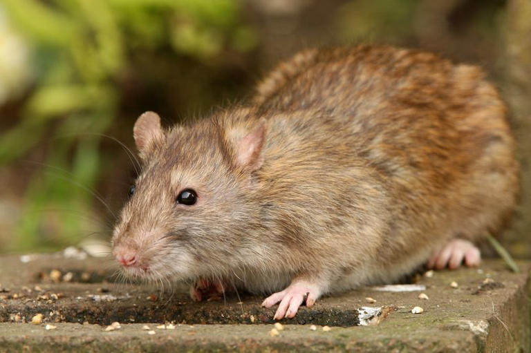 Experts share five tips to help keep rats out of your home including