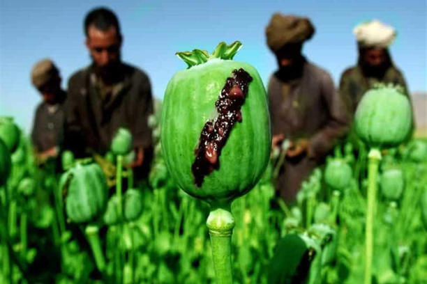 تقرير للأم المتحدة: ميانمار تتفوق على أفغانستان كأكبر منتج للأفيون