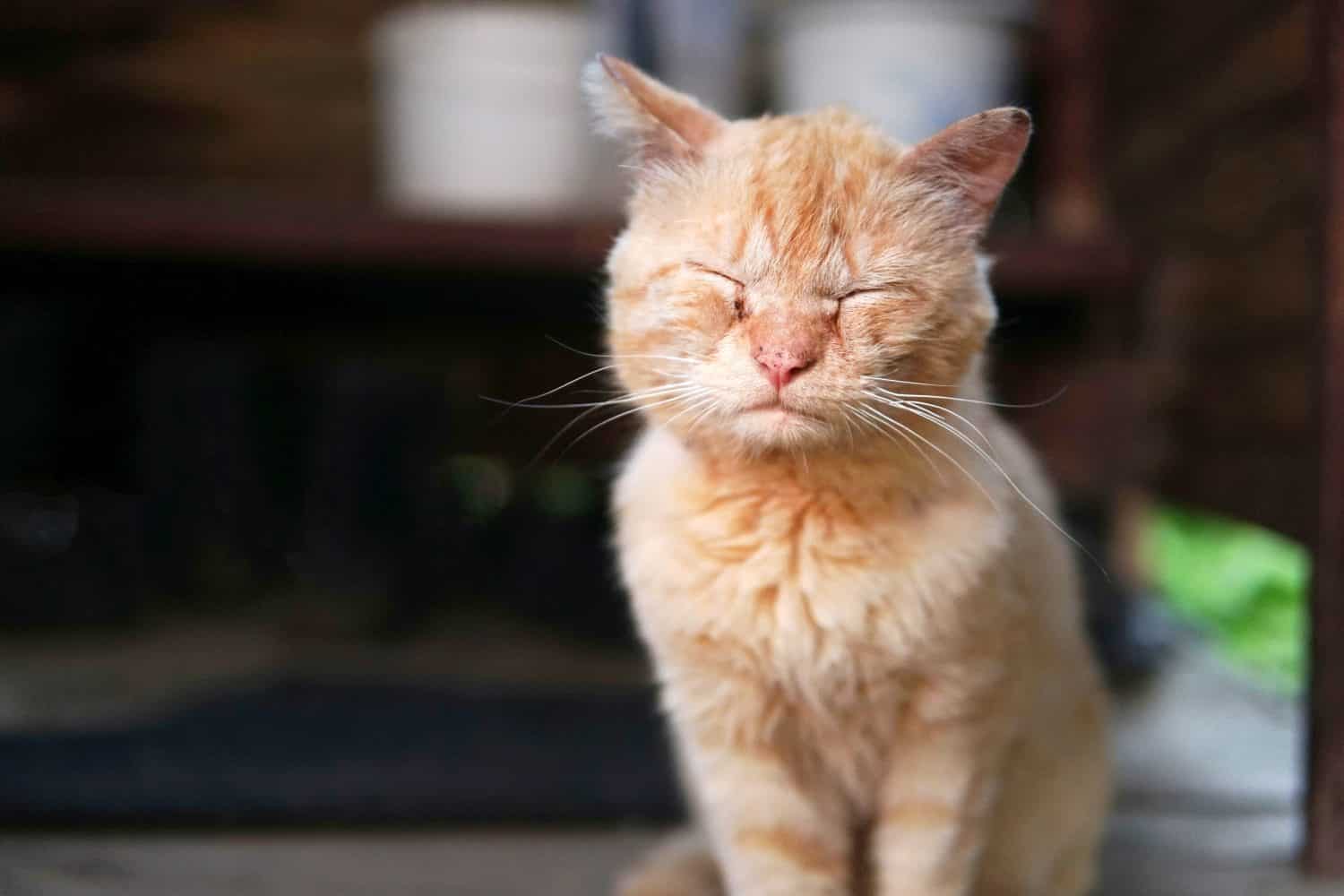 6 Reasons Your Cat is Coughing and How to Help Your Pet