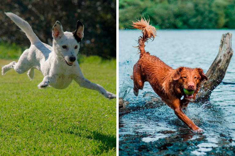 All The Ways on How to Calm Down a Hyper Dog