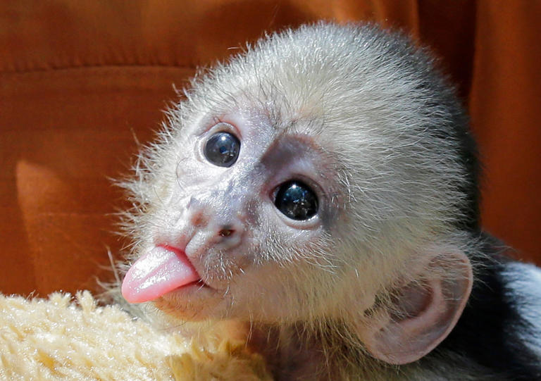 This baby white-faced capuchin boy monkey, born May 17, 2016, sticks out its tongue July 6 at Jungle Island in Miami.