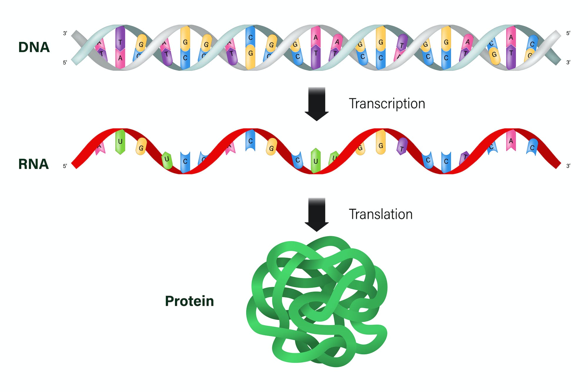 Транскрипция ДНК. DNA Transcription. 3д модель GFP Protein. 3д модель GFP белок красивая. Dna перевод
