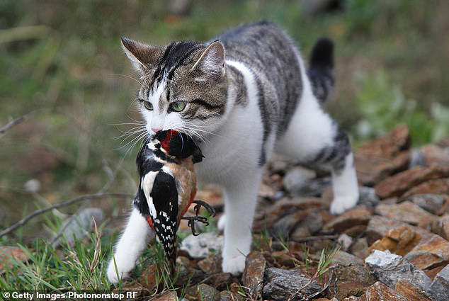 Auburn study reveals impact of free-ranging cat predation on global  biodiversity - College of Forestry, Wildlife and Environment