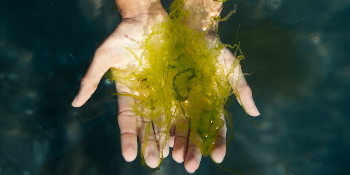 Everything You Need To Know About Seaweed In Skin Care   AA1lojMk.img