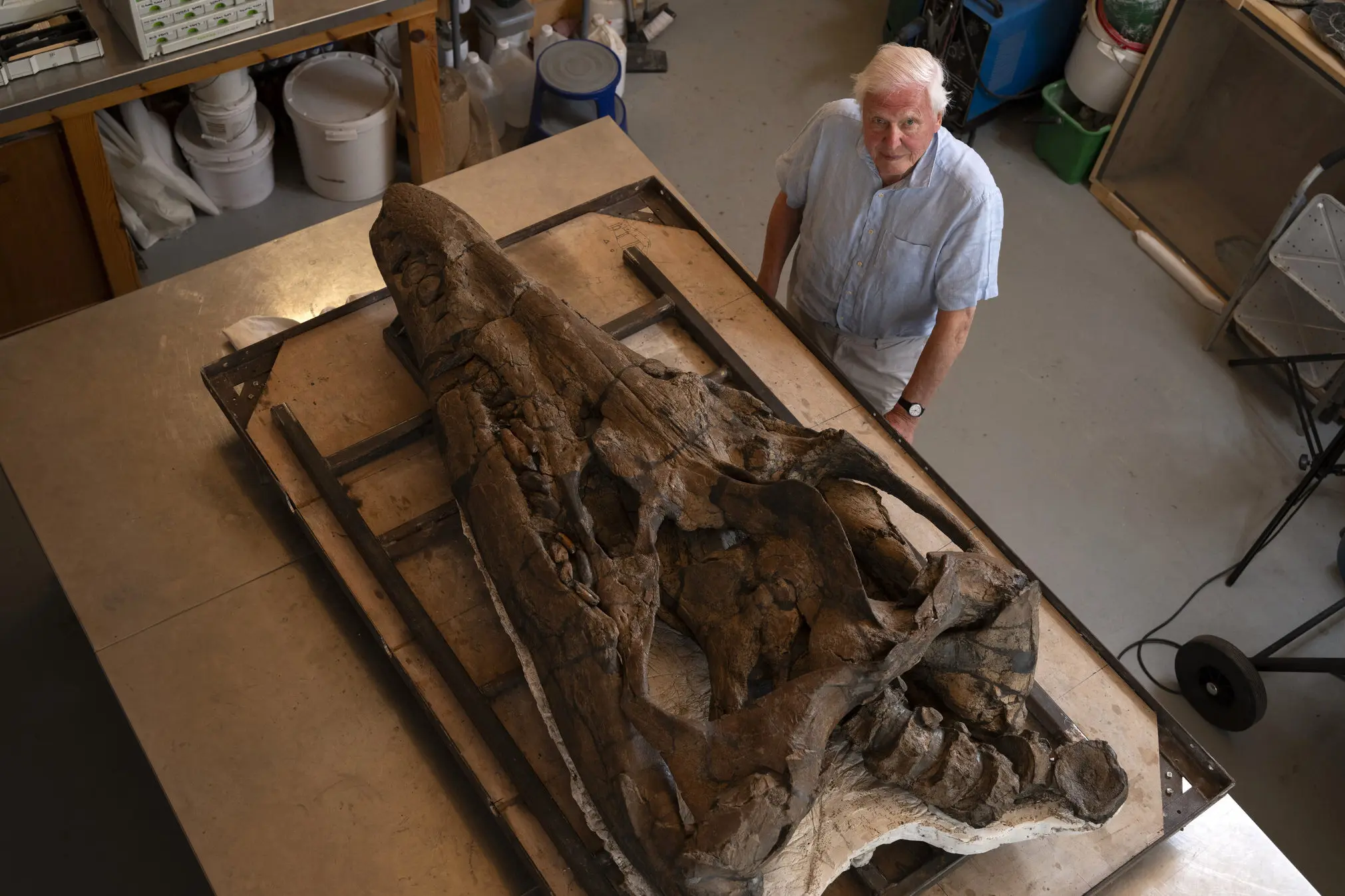 David Attenborough stands next to the recently discovered pliosaur fossil at the Etches Collection Museum of Jurassic Marine Life in Kimmeridge, England.