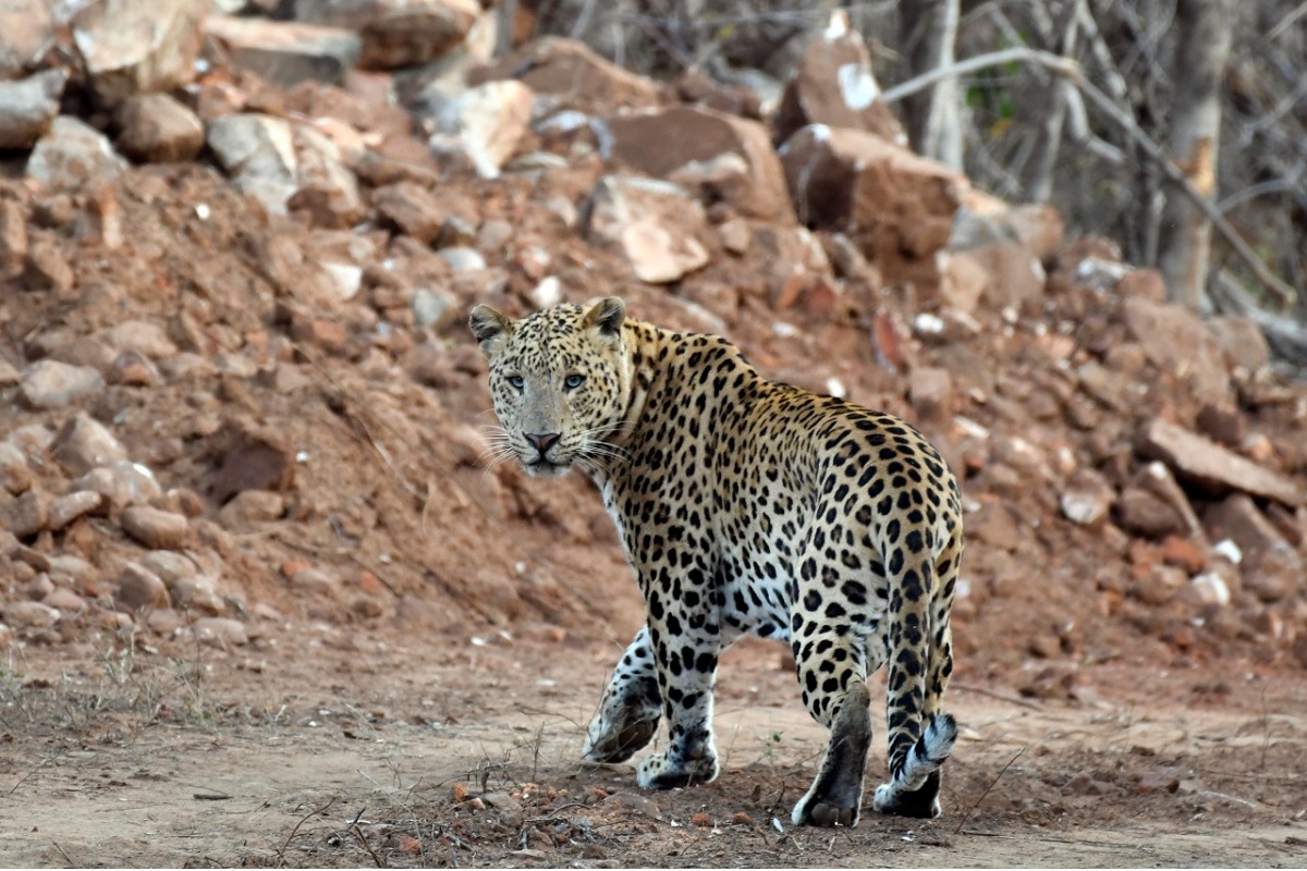 leopard population increases to 13,874 in india : report