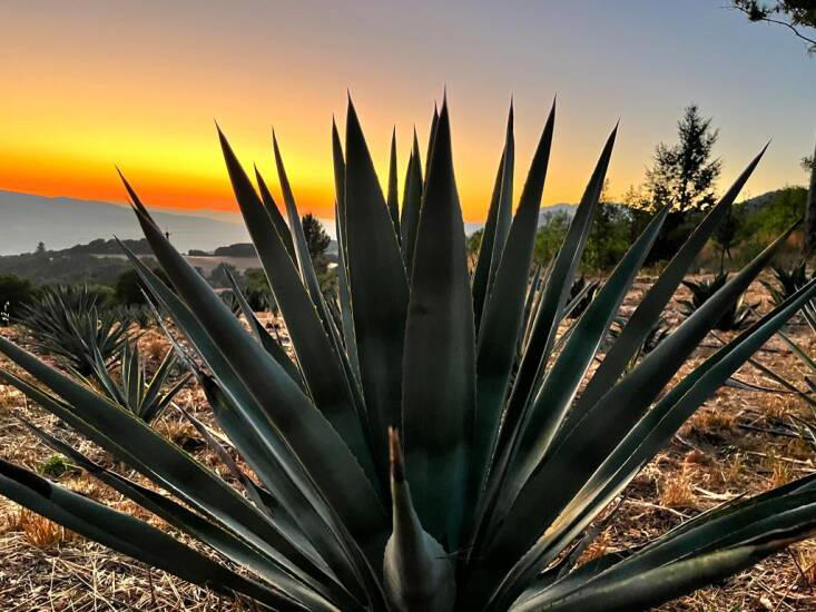 Gardening 101: Agave Tequilana