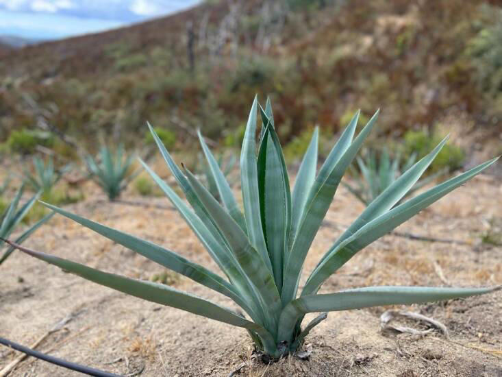 Gardening 101: Agave Tequilana