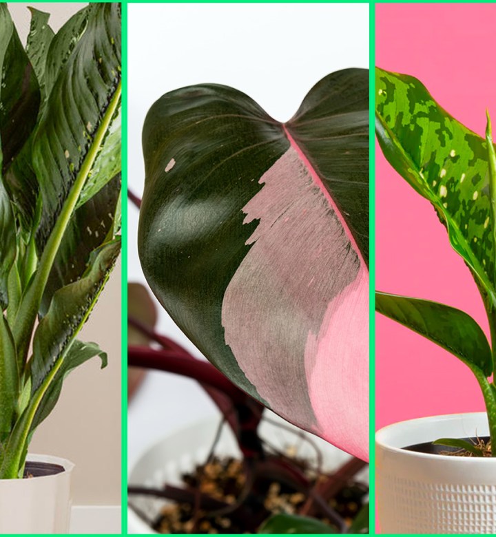 The 8 Best New Houseplants Of 2024 Because You Re So Bored With Snake   AA1lqTVQ.img