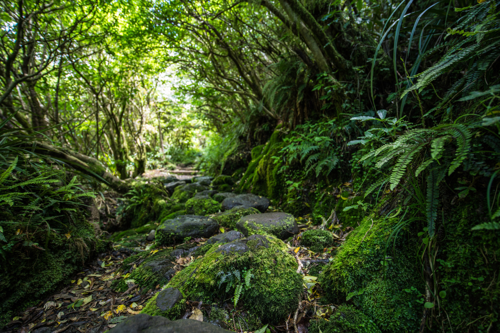 30 Woods And Jungles For Nature Lovers