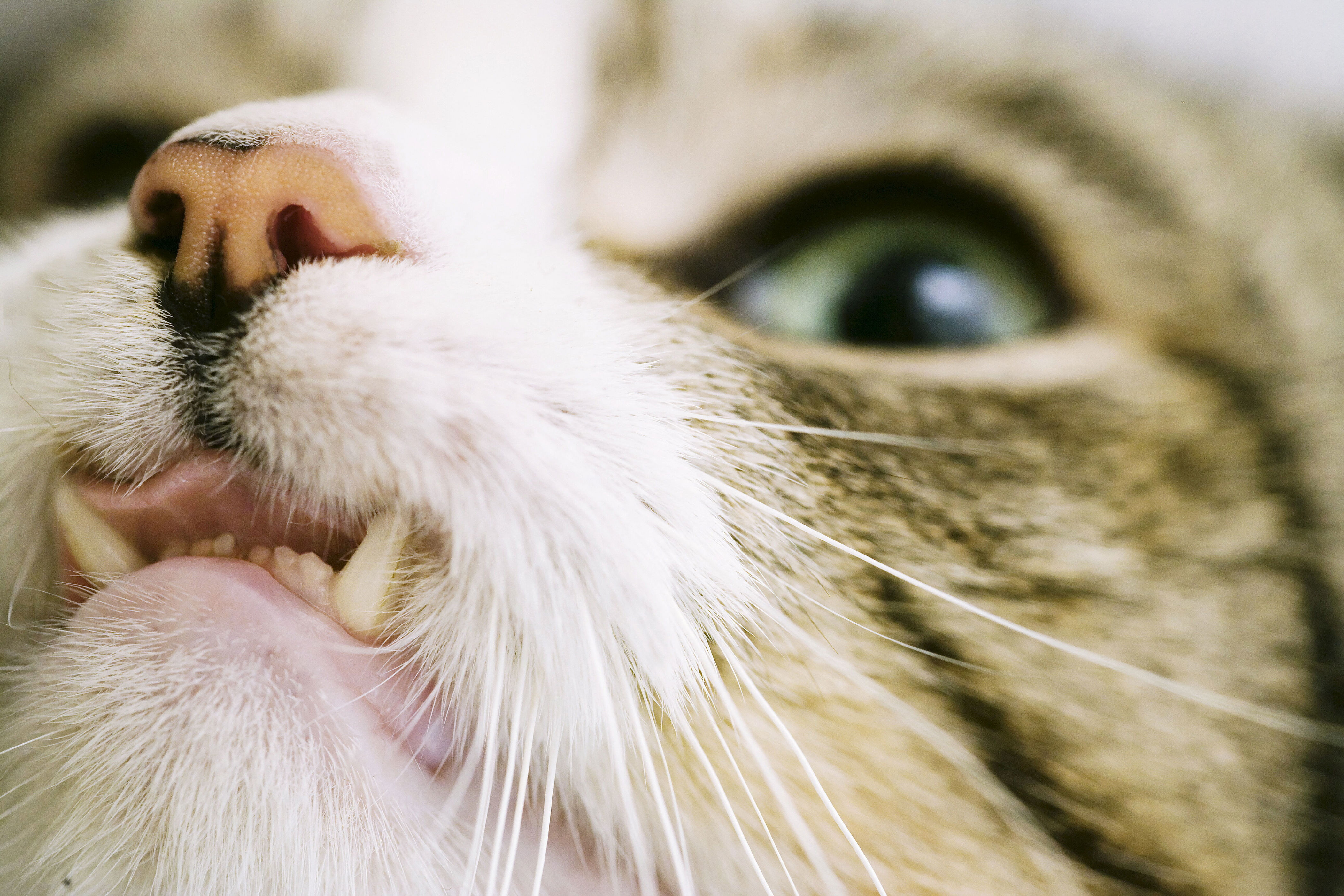 le chat domestique, «l’une des espèces envahissantes les plus problématiques au monde» d’après des chercheurs américains