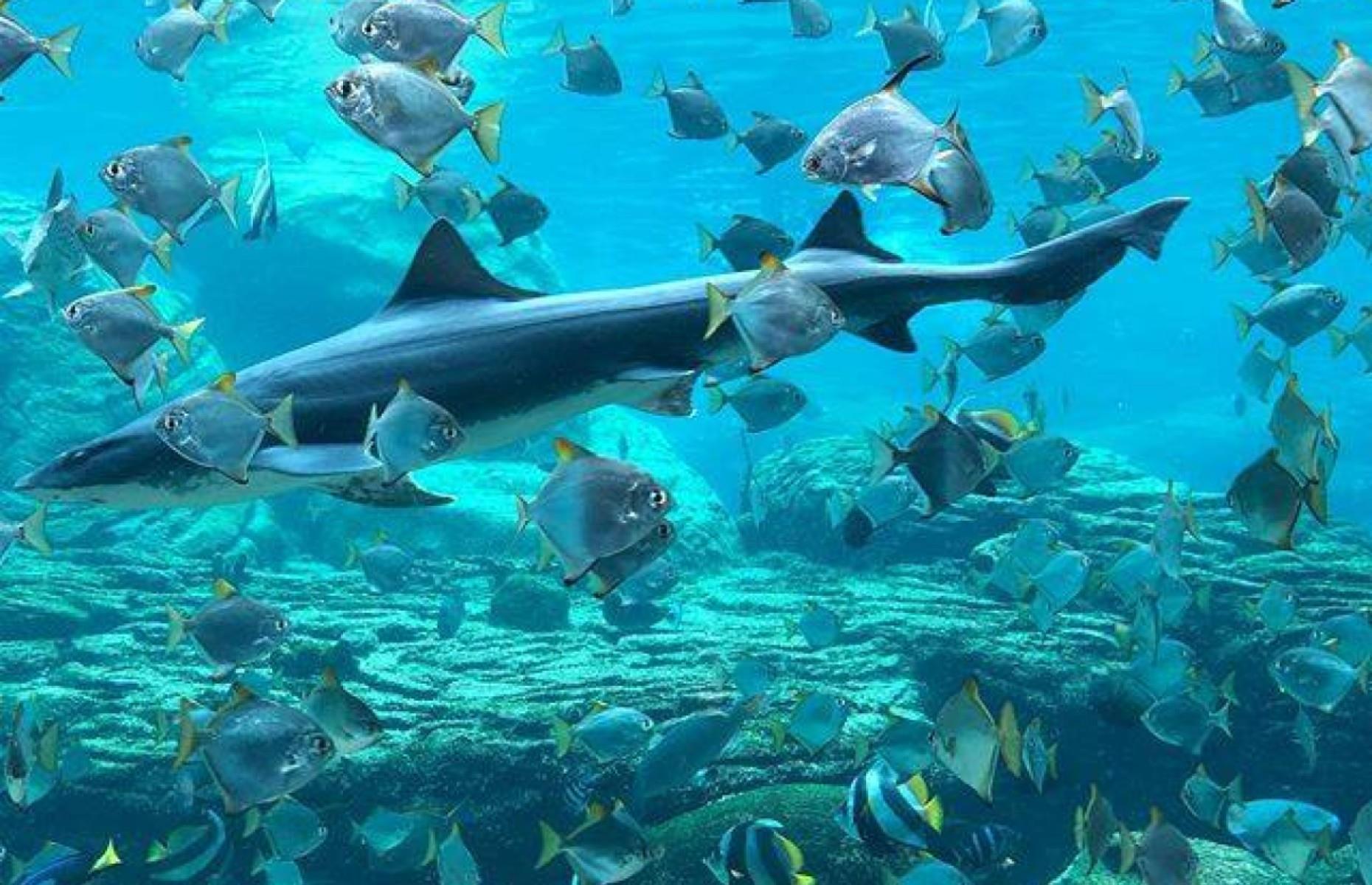16 Of The World's Most Immersive Underwater Restaurants
