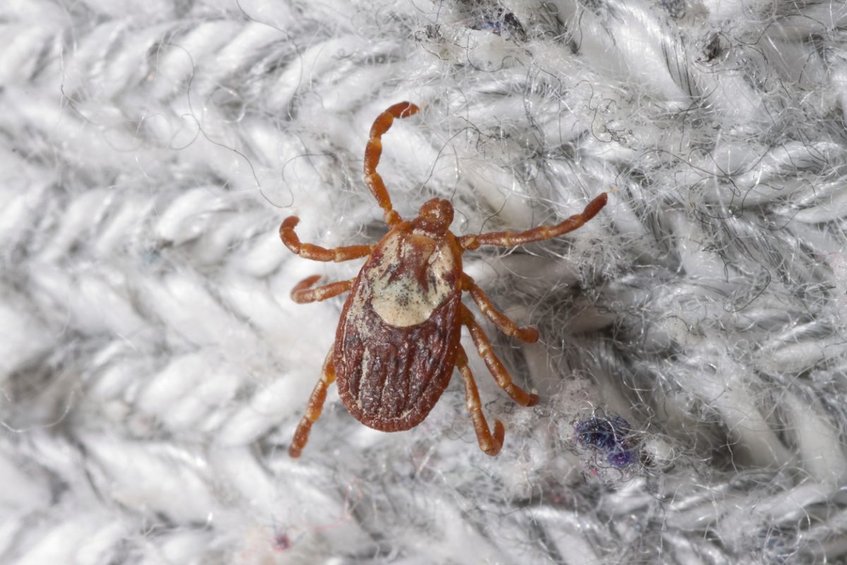 CDC Issues New Warning For Deadly Tick-Borne Disease—These Are The Symptoms