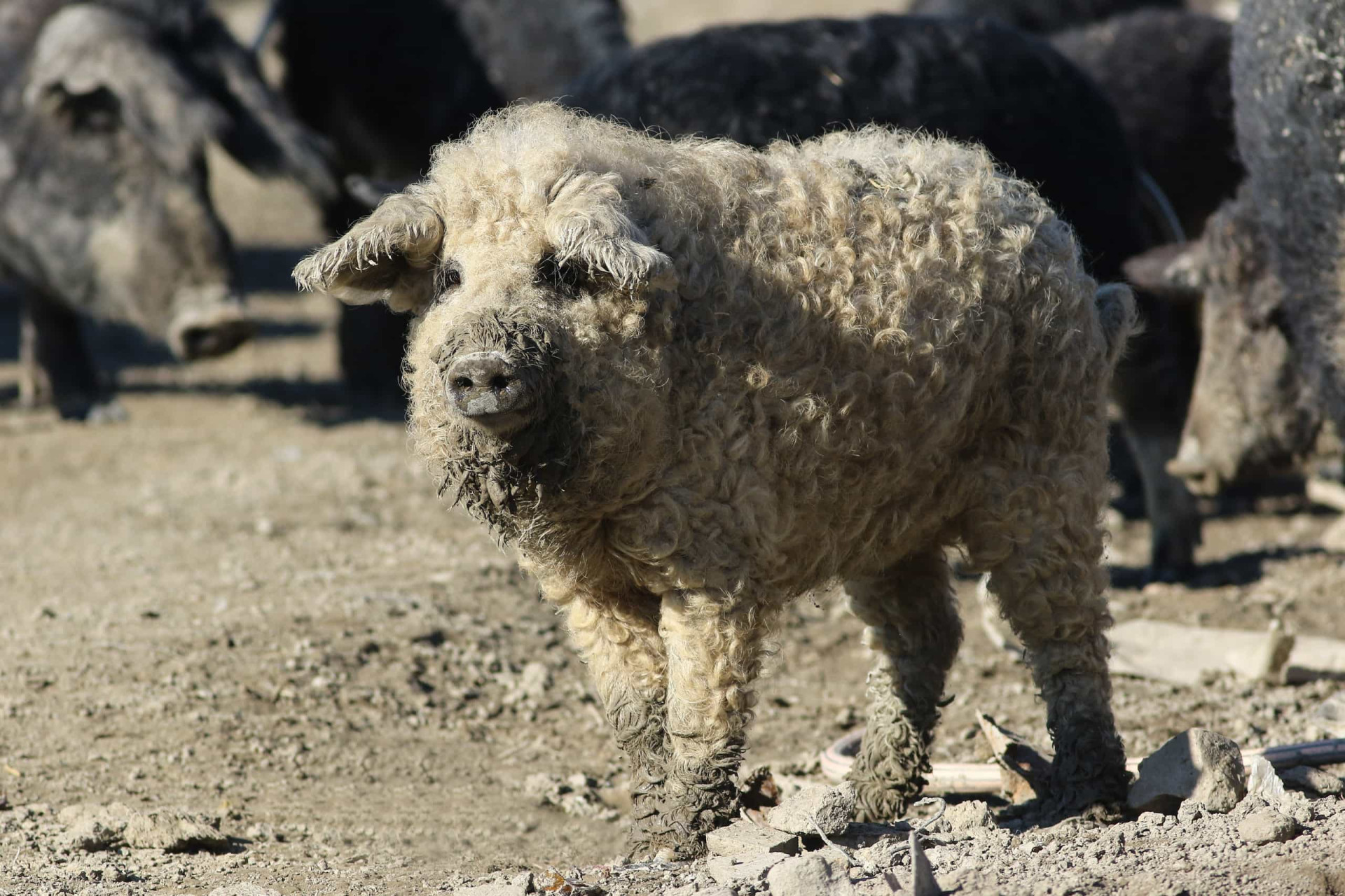 Surprising Animals That You Didn’t Know Can Have Curls