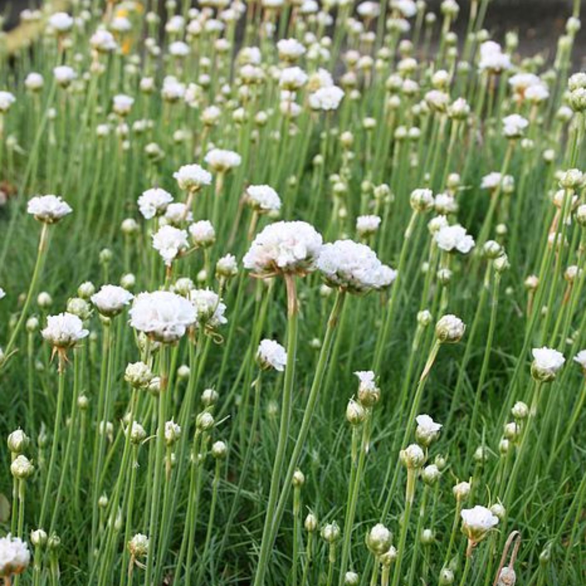 Армерия белая. Armeria maritima Alba. Армерия балерина Уайт. Армерия Приморская.