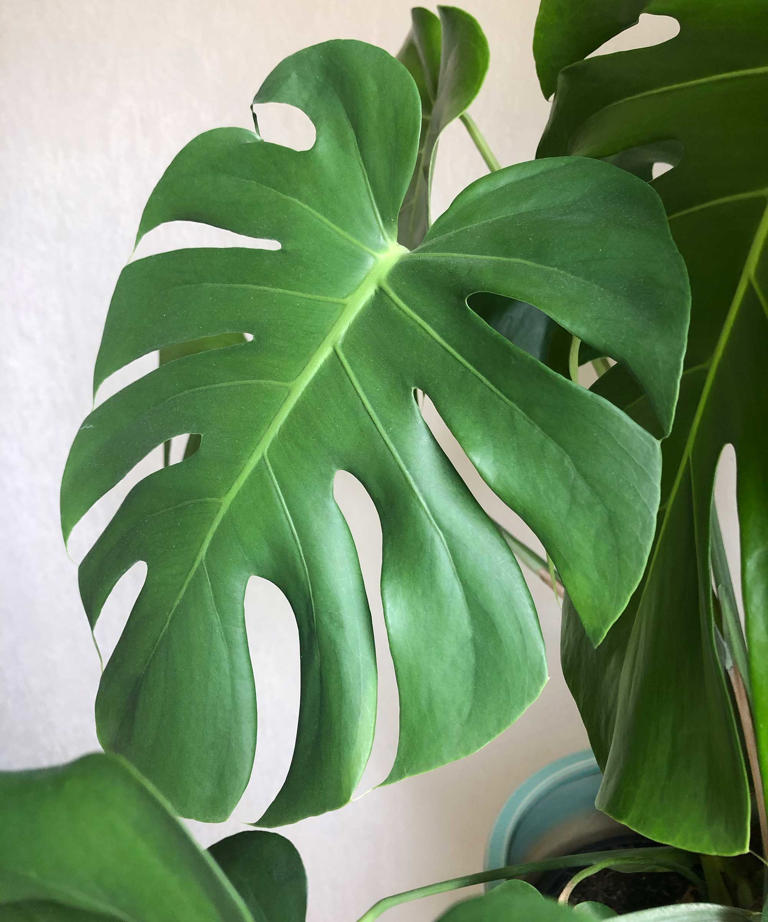 Mood-boosting houseplants – 6 beautiful varieties that help to lift the ...