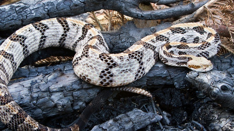 what you should know about deterring snakes in the winter