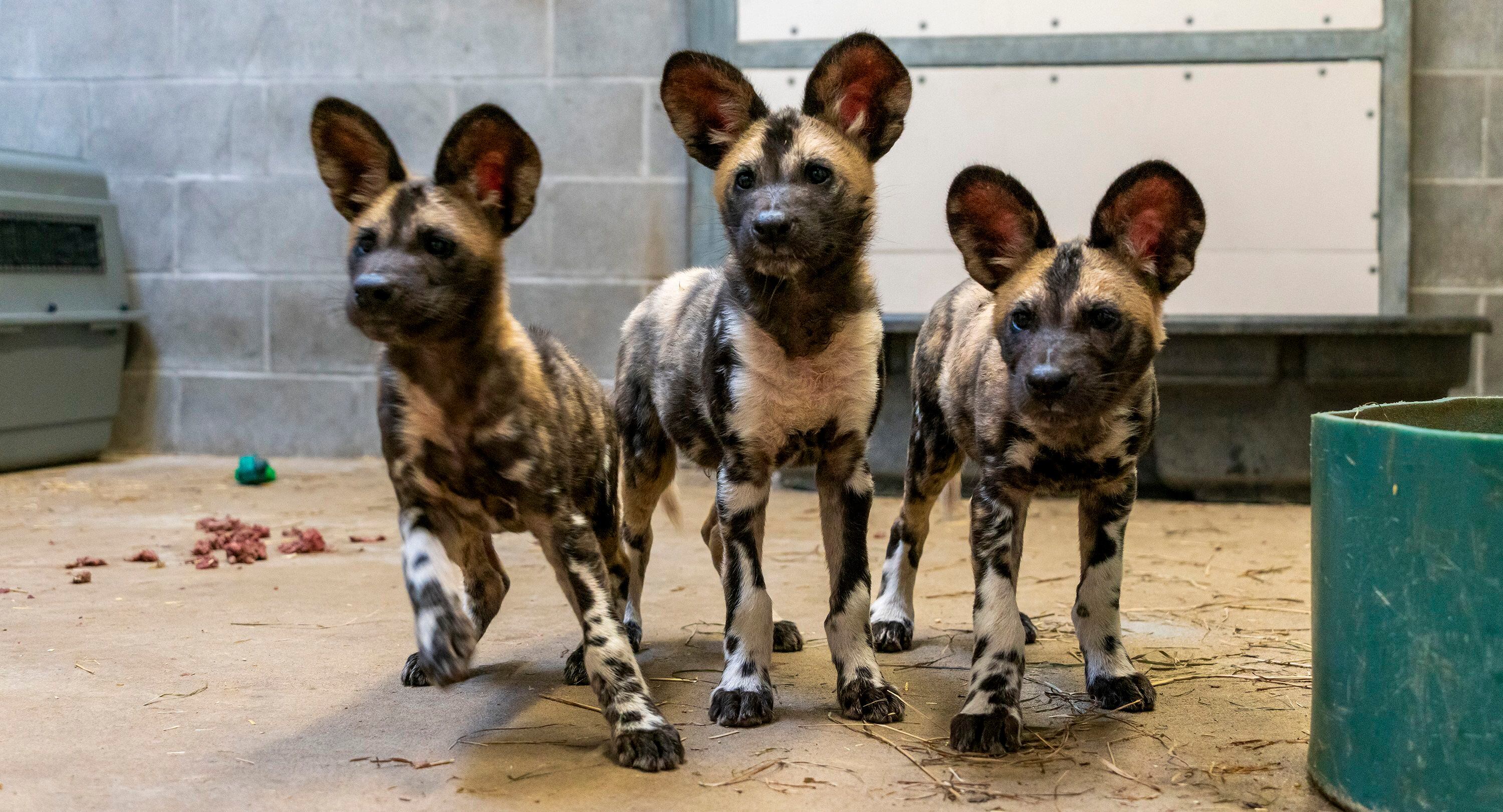 Endangered African Painted Dog Pups Born At Potawatomi Zoo